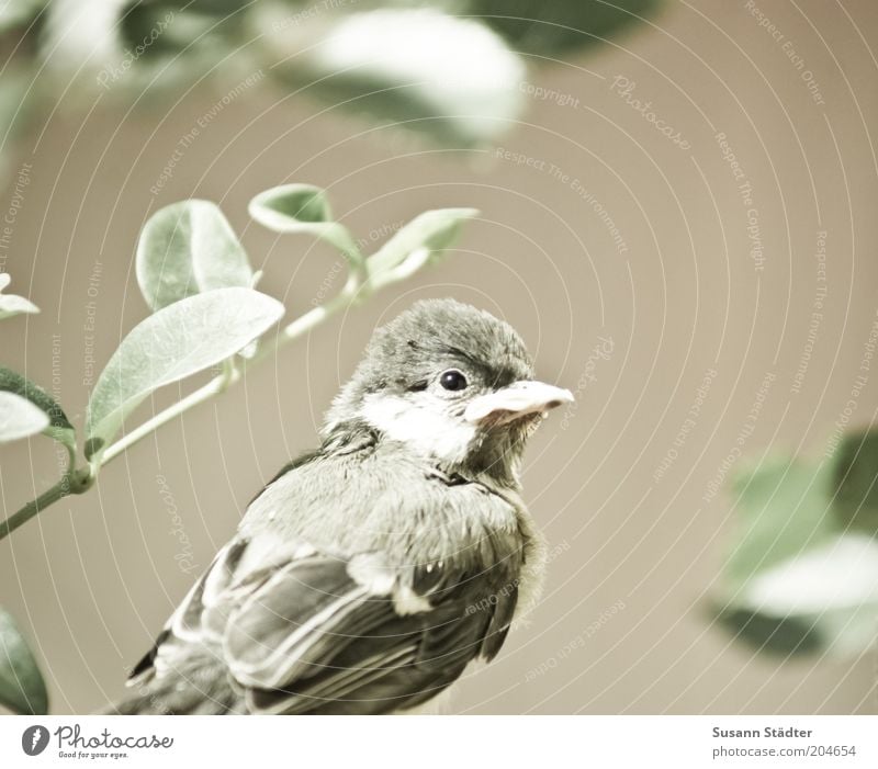 Die ersten Schritte allein Tier Wildtier Vogel Tiergesicht Flügel 1 Tierjunges beobachten hocken weich klein Pflanze kuschlig Einsamkeit Gedeckte Farben