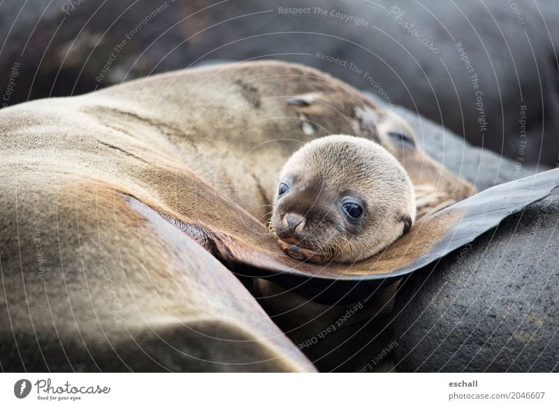 So cute... Abenteuer Ferne Meer Insel Tier Wildtier Tiergesicht Robben Robbenbaby 1 genießen kuschlig niedlich positiv weich braun Coolness Schutz Geborgenheit