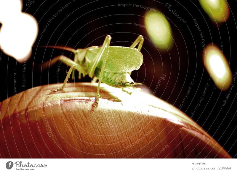 Grashüpfer Disco! Umwelt Natur Tier Wildtier 1 Holz grün schwarz Steppengrashüpfer Heuschrecke Tanzen Farbfoto Außenaufnahme Nahaufnahme Detailaufnahme