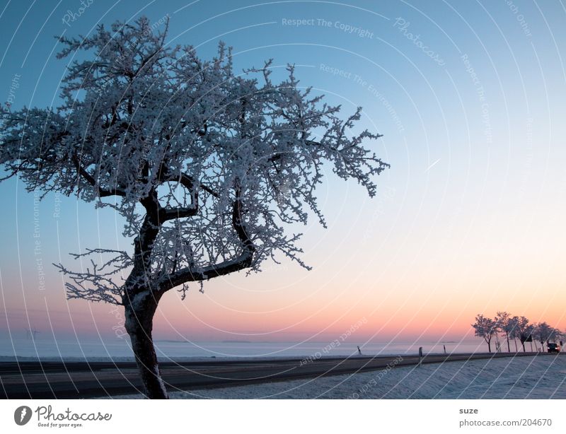 Heimweg Umwelt Natur Landschaft Urelemente Himmel Wolkenloser Himmel Horizont Winter Klima Nebel Eis Frost Schnee Baum Verkehr Verkehrswege Straßenverkehr