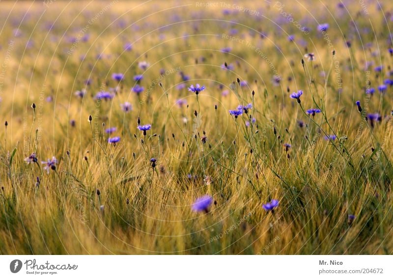 Sommerduft Umwelt Natur Landschaft Pflanze Gras Feld gelb grün violett Blumenwiese Kornfeld Sommertag Wärme frisch Heimat Getreidefeld Blüte Wildpflanze