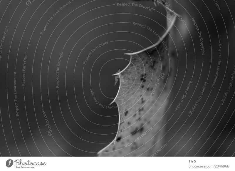 Blatt Natur Pflanze Frühling Sommer Herbst Winter Bewegung ästhetisch authentisch einfach elegant natürlich Spitze grau schwarz weiß Gelassenheit geduldig ruhig