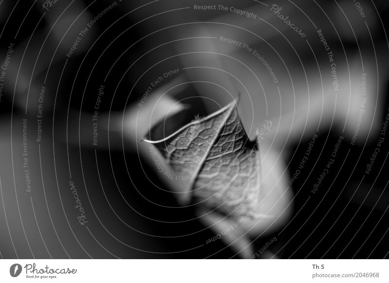 Blatt Natur Pflanze Frühling Sommer Herbst Winter Bewegung ästhetisch authentisch einfach elegant natürlich grau schwarz weiß Gelassenheit geduldig ruhig