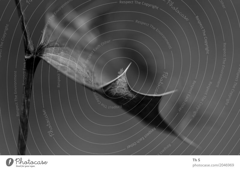 Blatt Natur Pflanze Frühling Sommer Herbst Winter Bewegung ästhetisch authentisch einfach elegant natürlich Spitze grau schwarz weiß Gelassenheit geduldig ruhig