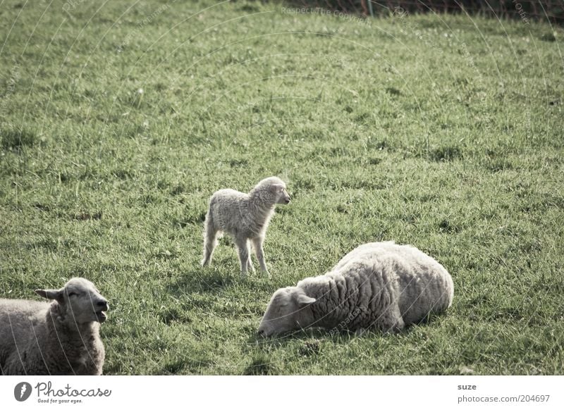 Frei Schnauze Sommer Natur Tier Gras Wiese Nutztier Schafherde Lamm 3 Tiergruppe Tierjunges Tierfamilie Fressen liegen träumen klein niedlich grün Weide