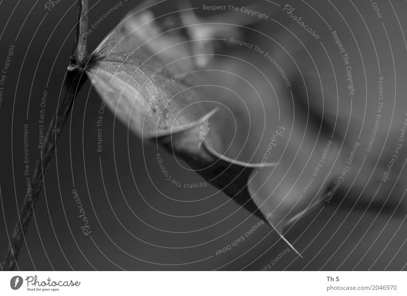 Blatt Natur Pflanze Frühling Sommer Herbst Winter Bewegung ästhetisch authentisch einfach elegant natürlich Spitze grau schwarz weiß Gelassenheit geduldig ruhig