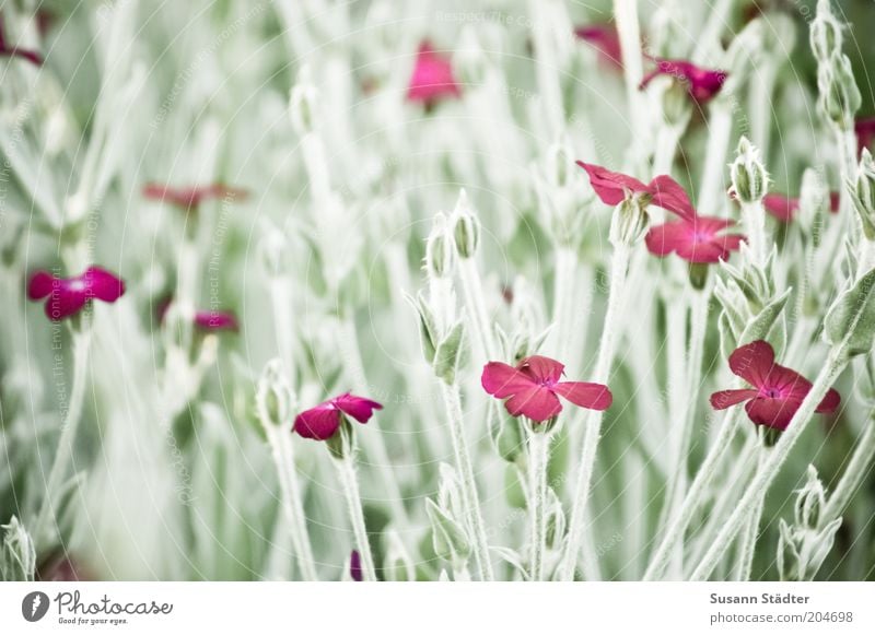 das Unkraut blüht Natur Pflanze Sommer Gras Sträucher Grünpflanze Wildpflanze Wiese Blühend Blüte schön Steinkraut Berg-Steinkraut rot Gedeckte Farben