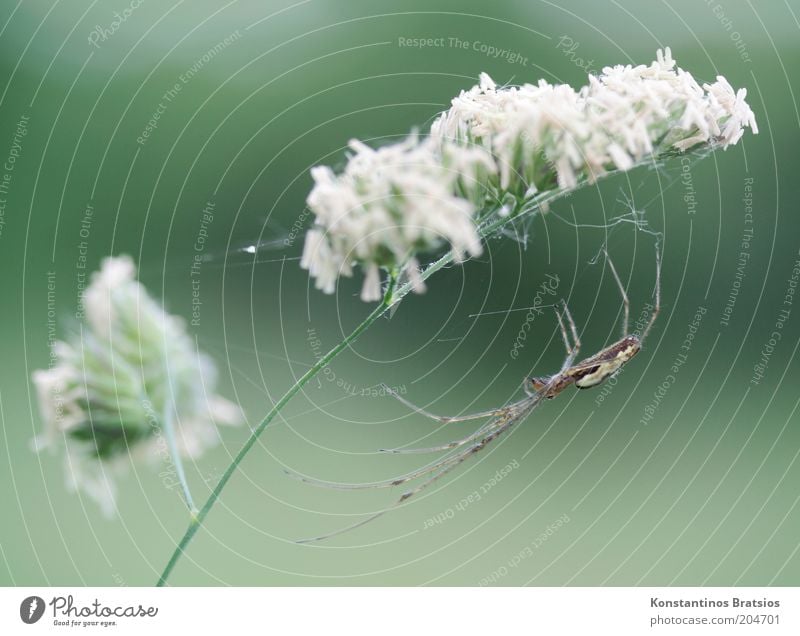 alles im Griff Pflanze Blüte Wildpflanze Halm Stengel Tier Spinne 1 festhalten warten dünn elegant natürlich grün weiß Wachsamkeit geduldig Natur Spinnennetz