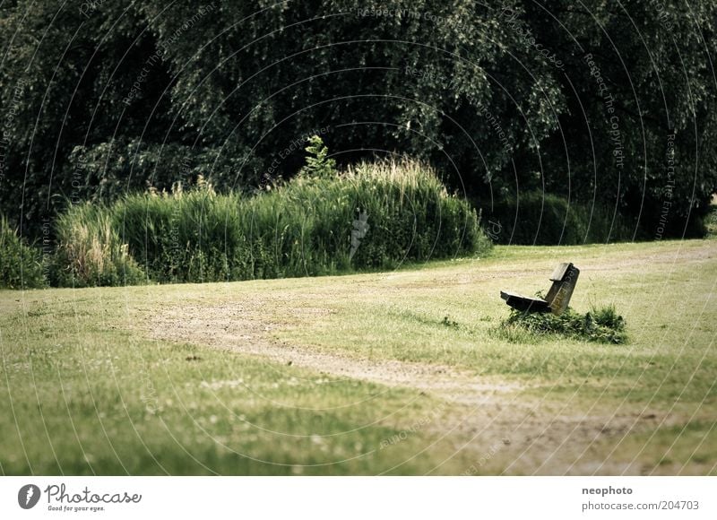 Weg zur Entspannung harmonisch ruhig Natur Baum Gras Sträucher grün Romantik Bank Wege & Pfade Farbfoto Gedeckte Farben Außenaufnahme Menschenleer