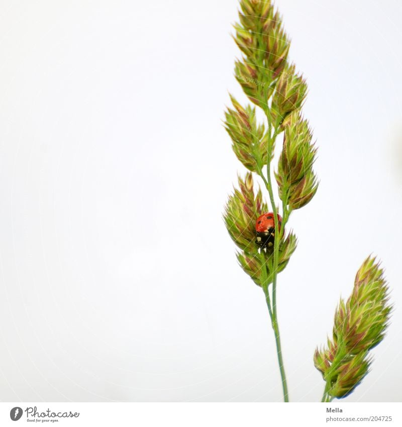 Du siehst mich nicht! Umwelt Natur Pflanze Tier Frühling Sommer Gras Ähren Blüte Wildtier Käfer Marienkäfer 1 hocken sitzen klein natürlich niedlich Glück