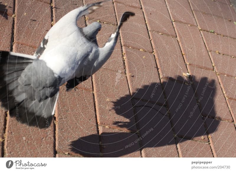 Taubenschlag Tier Vogel 1 Stein grau rosa silber Farbfoto mehrfarbig Außenaufnahme Tag Schatten Kontrast Vogelperspektive fliegen Steinboden Bodenplatten