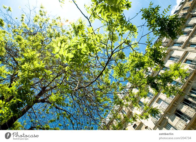 Auf der Suche nach dem Pantheon Baum Ast Zweig Blatt Blattgrün Haus Fenster Fensterfront Stadthaus Himmel Sonne Gegenlicht blenden Sommer Frühling strahlend