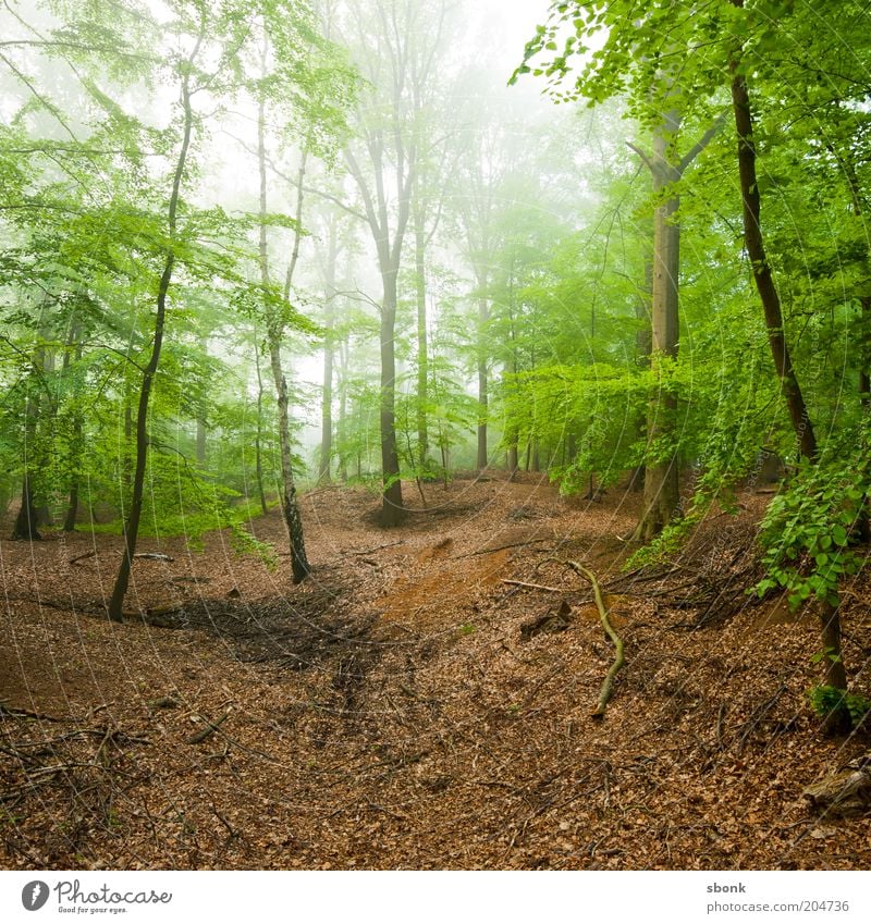 Konzentration Umwelt Natur Landschaft Pflanze Sommer Klima Nebel Baum Wald Urwald ruhig Laubwald Laubbaum Farbfoto Außenaufnahme Morgen Tag Licht Sonnenlicht