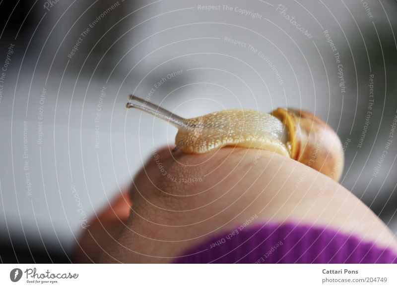 Snail Natur Tier Wildtier Schnecke 1 schleimig wild Glätte Schneckenschleim Schneckenhaus Weichtier Lebewesen langsam Farbfoto Innenaufnahme Tag Hand