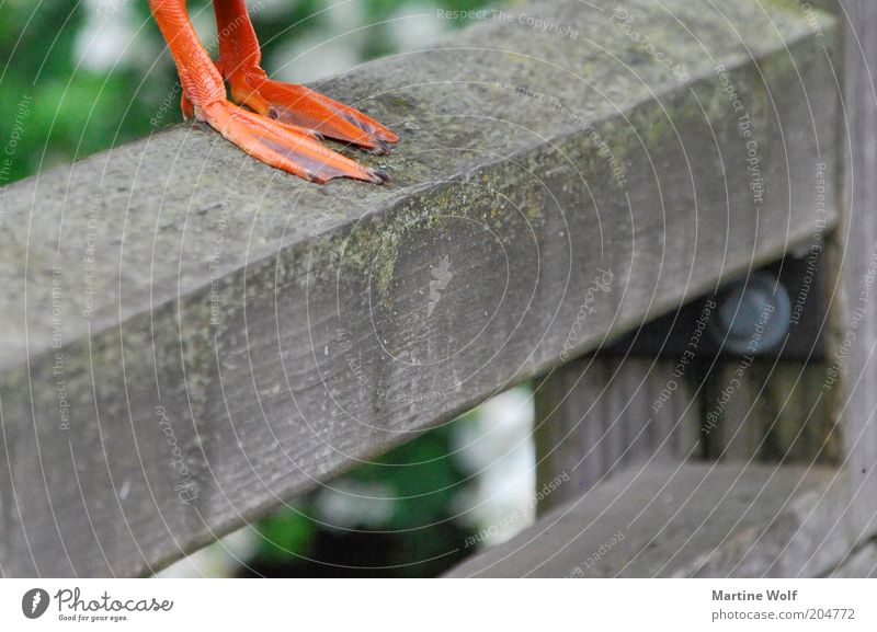 zeig her deine Füße Beine Vogel Krallen Ente Erpel stehen standhaft Schwimmhaut Tierfuß Nahaufnahme Detailaufnahme Farbfoto Menschenleer