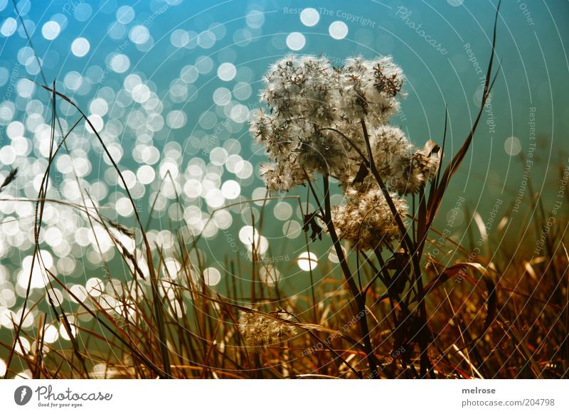 Lichterkette Freiheit Sommer Natur Pflanze Schönes Wetter Wildpflanze Berge u. Gebirge Wasser blau braun grün Gefühle Stimmung Einsamkeit Farbfoto