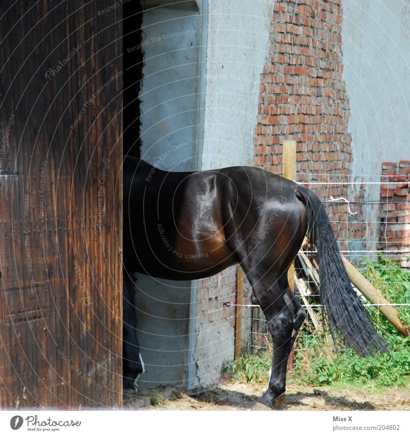 Ein Halbes Tür Tier Nutztier Pferd 1 Schüchternheit Bauernhof Stall Pferdestall flüchten verstecken Scheunentor Farbfoto Außenaufnahme Menschenleer