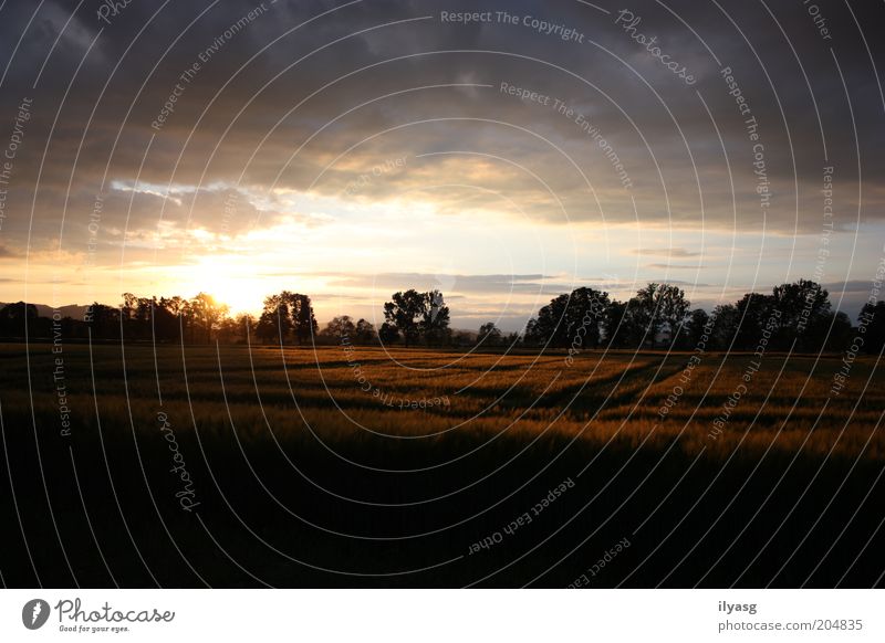 Kornfeld Umwelt Natur Landschaft Himmel Sonne Sonnenaufgang Sonnenuntergang Sonnenlicht Schönes Wetter Pflanze Baum Nutzpflanze Getreide Feld Menschenleer frei