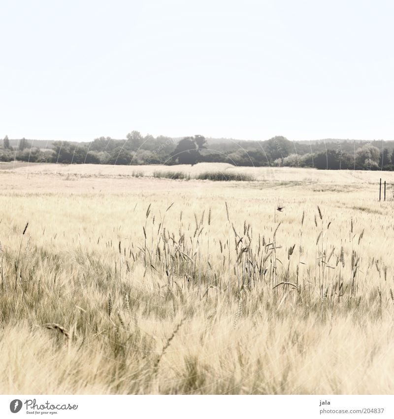 summer fields Natur Landschaft Himmel Pflanze Gras Sträucher Feld hell trocken Wärme Kornfeld Farbfoto Gedeckte Farben Außenaufnahme Menschenleer