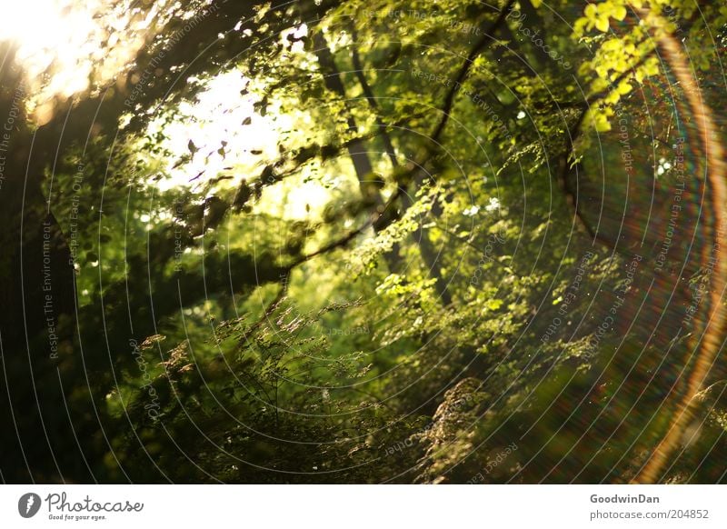 Sonnenbruch 5:34 Umwelt Natur Pflanze Sonnenlicht Frühling Wetter Schönes Wetter Park Wald authentisch schön Wärme Stimmung Farbfoto Außenaufnahme Menschenleer