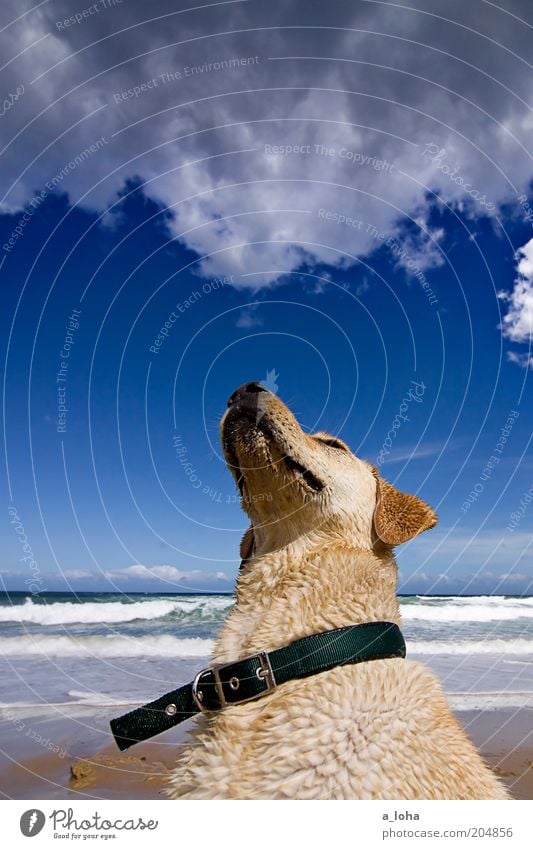 the dog who stares at clouds Landschaft Wolken Sommer Schönes Wetter Wellen Küste Strand Meer Tier Tiergesicht Fell 1 beobachten sitzen warten Ferne nass