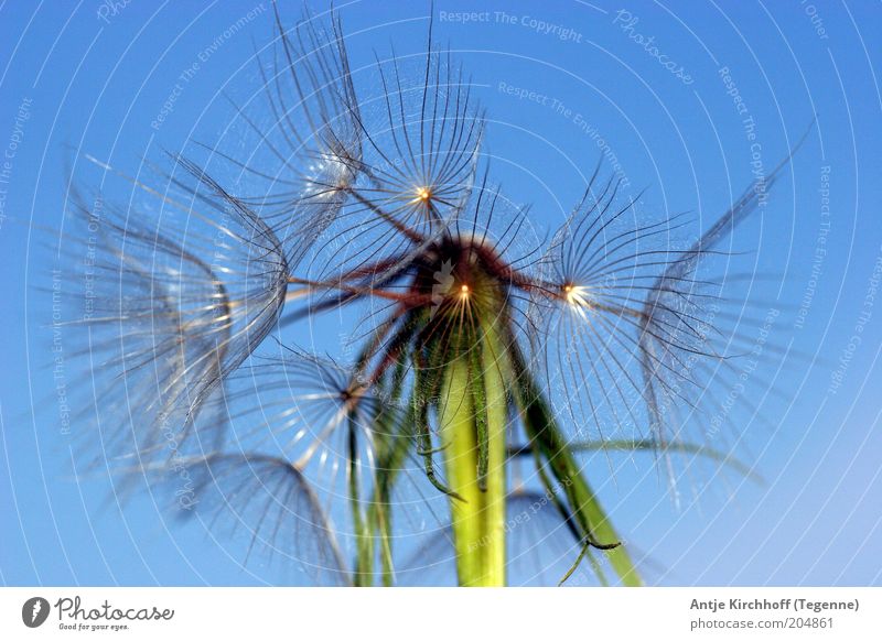 Puuuuuuusteblume Freiheit Natur Pflanze Himmel Frühling Sommer Wetter Blume schön blau grün Frühlingsgefühle Farbfoto Außenaufnahme Nahaufnahme Menschenleer