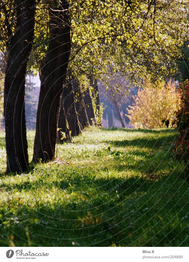 kleines Idyll Erholung ruhig Natur Sommer Herbst Baum Gras Garten Park Wiese Wege & Pfade Apfelbaum Landwirtschaft Streuobstwiese Allee Farbfoto Außenaufnahme