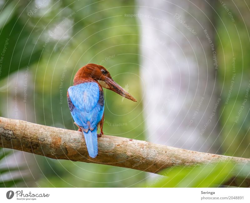 Von hinten der King Fisher aus Sri Lanka Natur Landschaft Pflanze Tier Baum Wald Urwald Seeufer Flussufer Teich Bach Wasserfall Wildtier Vogel Tiergesicht