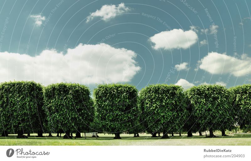 Square Trees Natur Landschaft Himmel Wolken Sommer Schönes Wetter Baum Gras Park Frühlingsgefühle ästhetisch grün Blauer Himmel eckig Farbfoto Außenaufnahme