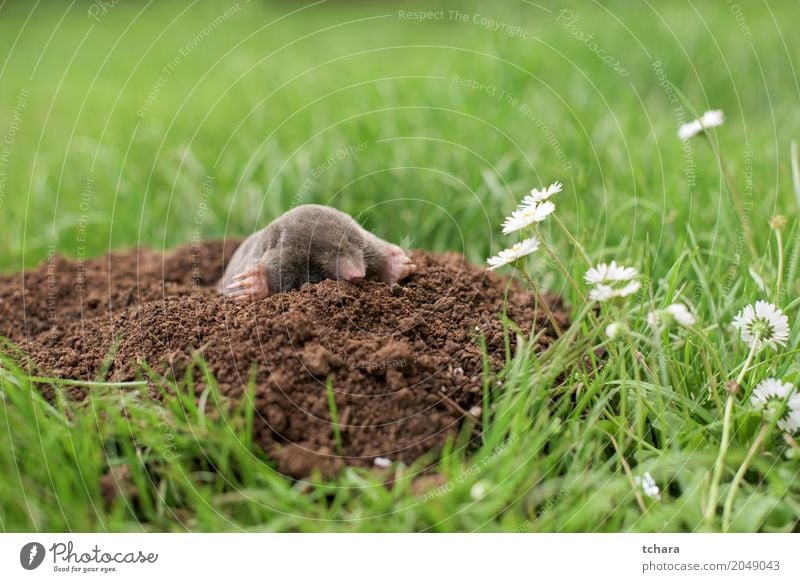 Maulwurf im Garten Gesicht Haus Natur Tier Erde Gras Pelzmantel klein natürlich niedlich braun grün schwarz Leberfleck Säugetier Graben horizontal