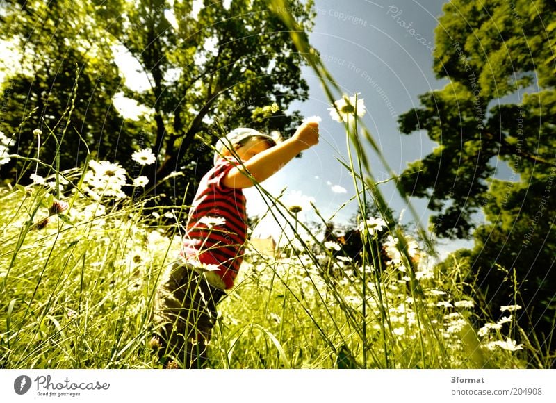 GARTEN Ausflug Freiheit Sommer Sommerurlaub Garten Mensch Kleinkind 1 1-3 Jahre Natur Pflanze Klima Schönes Wetter Blume Gras Park Wiese berühren Blühend Denken