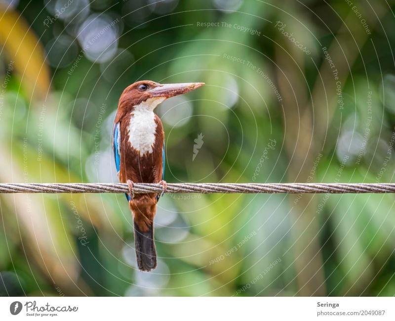 Eisvogel auf Sri Lanka Umwelt Natur Landschaft Pflanze Tier Schönes Wetter Wärme Baum Blatt Urwald Wildtier Vogel Tiergesicht Flügel Krallen 1 fliegen Schnabel