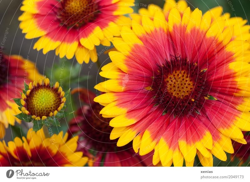 Großblumiges Mädchenauge in Rot und Gelb Sommer Herbst Blume Blüte gelb rot Coreopsis grandiflora xenias Pflanze Blühend