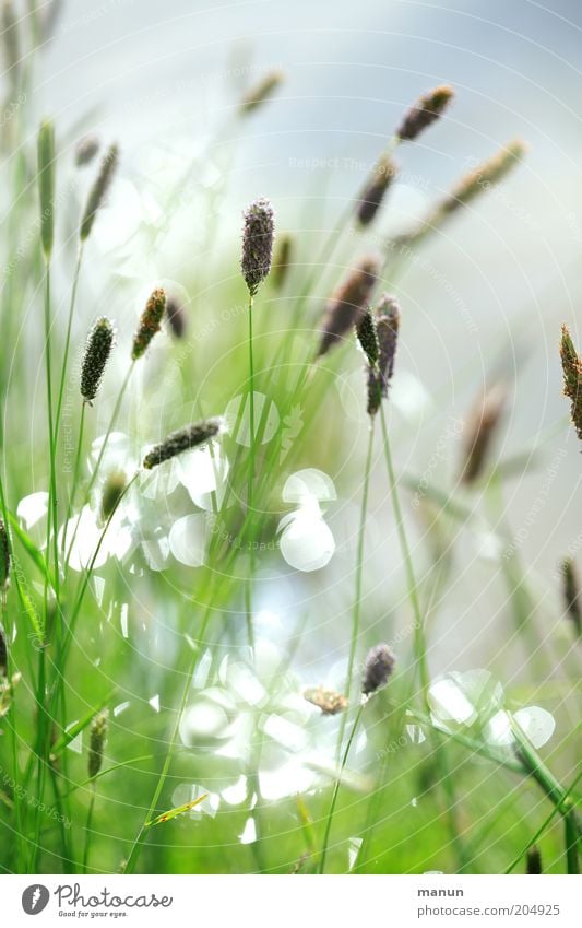 Sommergräser Natur Frühling Pflanze Gras Sträucher Blüte Wildpflanze Pollen Seeufer glänzend leuchten Wachstum hell schön Farbfoto Detailaufnahme