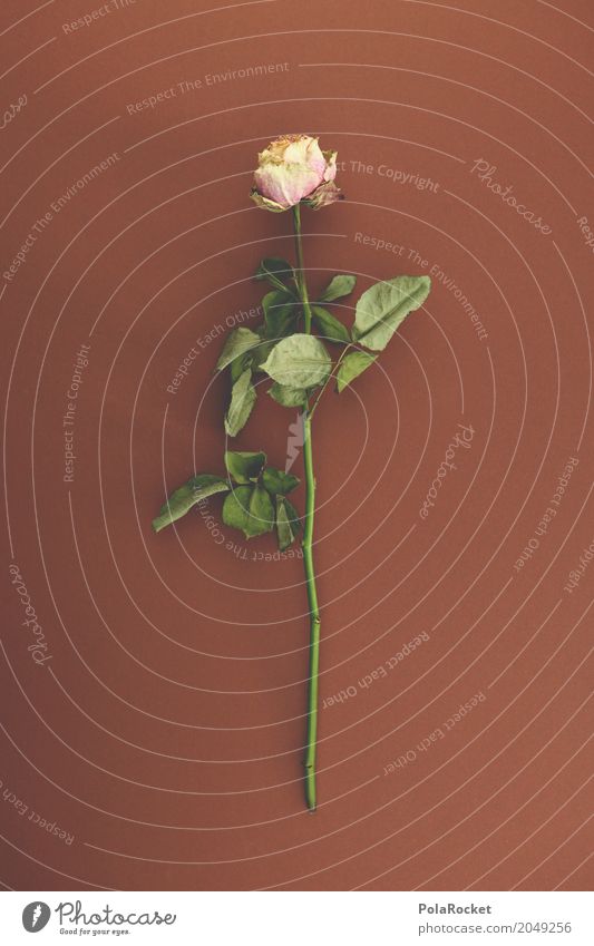 #A# Peace Kunst Kunstwerk ästhetisch Rose Rosenblätter Rosengarten Trockenblume Trauer Trauergemeinde erinnern Tod friedlich vertrocknet getrocknet Blume