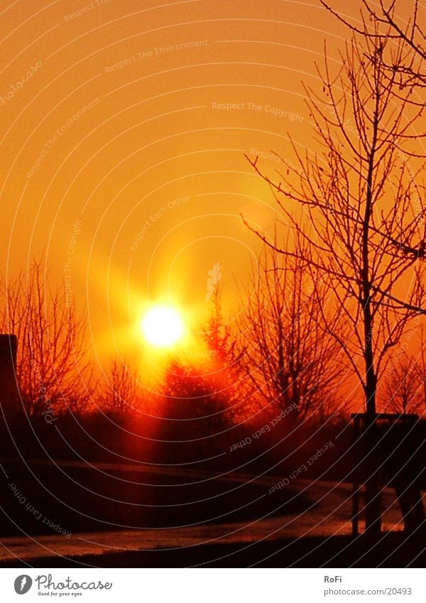 Sonnenuntergang Baum Beleuchtung Abend orange