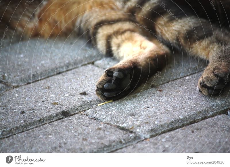 Lungerei Tier Haustier Katze Krallen Pfote 1 Erholung kuschlig grau Glück Zufriedenheit Coolness Gelassenheit Müdigkeit Erschöpfung Tigerfellmuster Fell Beine