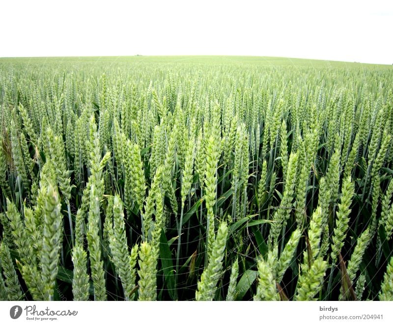 Food for everybody Getreide Natur Pflanze Sommer Nutzpflanze Feld Unendlichkeit grün Reichtum Ähren Ferne Lebensmittel Farbfoto Außenaufnahme Menschenleer Tag