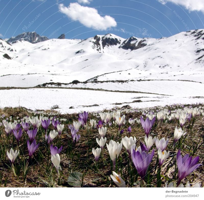 Frühling in der Höhe Ferien & Urlaub & Reisen Freiheit Schnee Berge u. Gebirge Landschaft Pflanze Himmel Wolken Schönes Wetter Blume Blüte Wildpflanze Krokusse