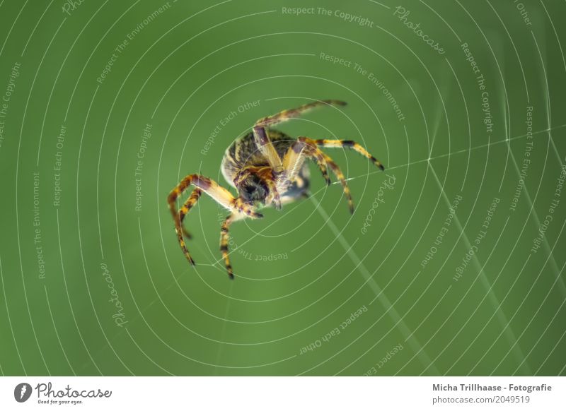 Spinne im Spinnennetz Umwelt Natur Tier Sonne Sonnenlicht Schönes Wetter Wildtier Tiergesicht Spinnenbeine spinnen 1 Netz bauen beobachten fangen krabbeln Ekel