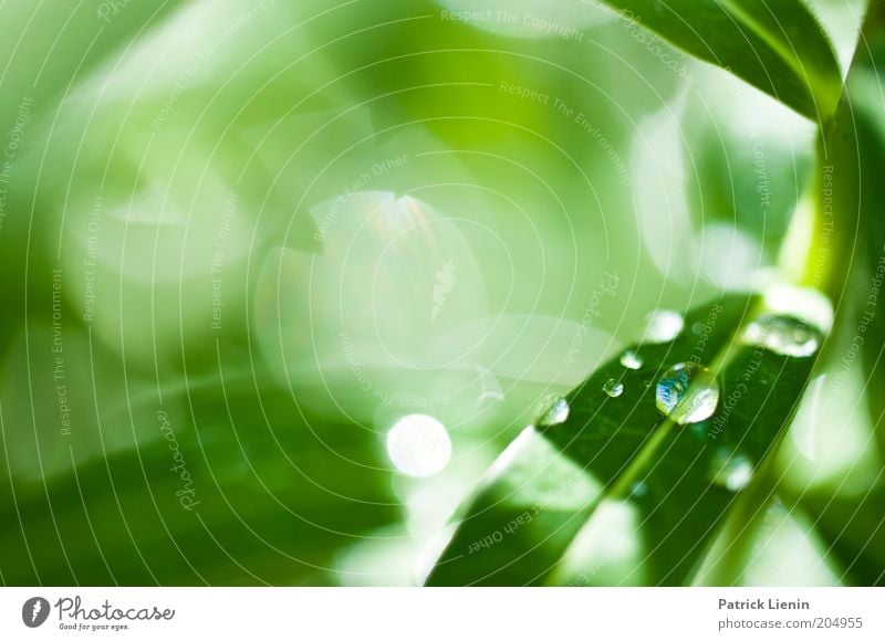 drops Umwelt Natur leuchten grün Pflanze Tropfen sanft schön strahlend tief Frühling Farbfoto Makroaufnahme Menschenleer Textfreiraum links Tag Unschärfe