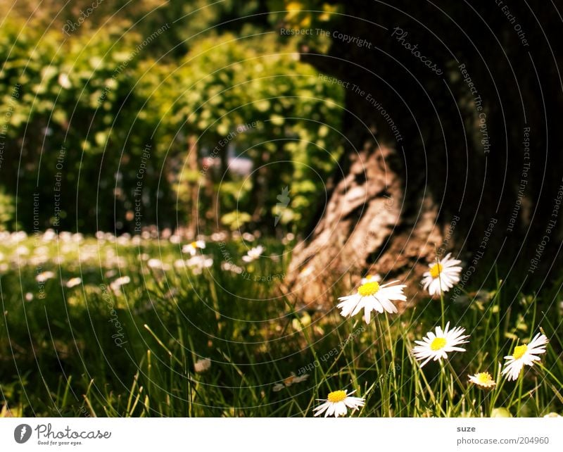 Glücksmoment harmonisch Wohlgefühl Zufriedenheit Erholung ruhig Duft Sommer Garten Umwelt Natur Landschaft Pflanze Frühling Schönes Wetter Baum Blume Gras Blüte