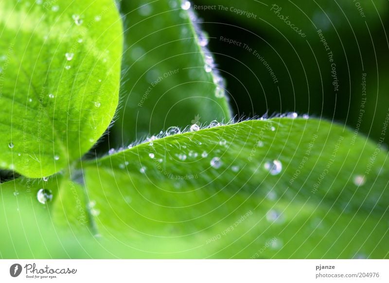 Tropfen Natur Wassertropfen Pflanze Blume Blatt Grünpflanze Wildpflanze glänzend ästhetisch frisch grün Reinheit Härchen Farbfoto Außenaufnahme Detailaufnahme