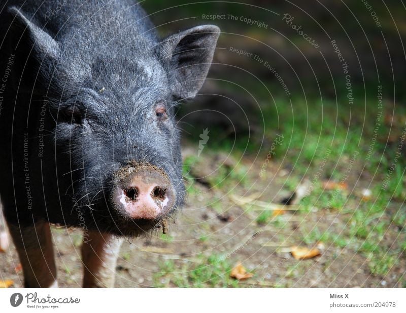 a Sugl Natur Tier Nutztier Zoo Streichelzoo 1 Tierjunges dreckig Schwein Ferkel wild Farbfoto Außenaufnahme Menschenleer Textfreiraum rechts Sonnenlicht