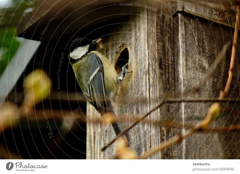 Meise mit Zweig Kohlmeise Paridae Abheben Landen Brutpflege Gelege Eltern Frühling füttern Garten Haus Meisen Nistkasten Tierpaar Futterhäuschen vogelkasten