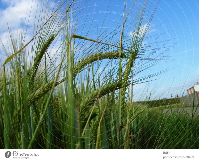 Getreide im Wind Gerste Kornfeld Landwirtschaft