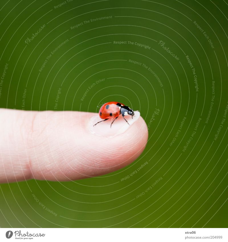 hubert, der vierte Finger Tier Käfer 1 rot Marienkäfer Fingernagel Farbfoto Außenaufnahme Nahaufnahme Detailaufnahme Textfreiraum oben Textfreiraum unten Glück