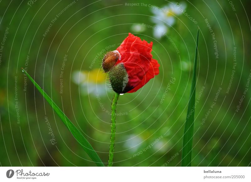 Geburt einer Blüte Umwelt Natur Pflanze Wasser Wassertropfen Sonnenlicht Sommer Blume Wildpflanze Duft einfach frisch nass natürlich schön grün rot Mohn 1