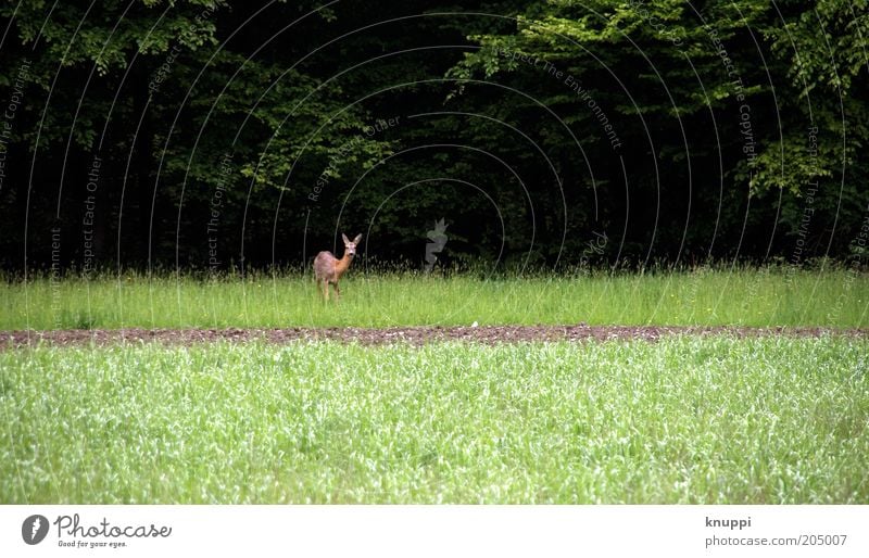 Waldrand ruhig Ausflug Freiheit Safari Sommer Umwelt Natur Pflanze Tier Baum Sträucher Feld Reh 1 warten dunkel braun grün schwarz Frühlingsgefühle Farbfoto