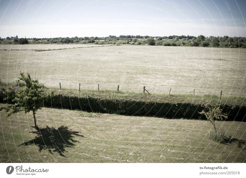 Heckensteher I Umwelt Natur Landschaft Pflanze Horizont Schönes Wetter Wärme Dürre Baum Gras Grünpflanze Nutzpflanze Obstbaum Streuobstwiese abgemäht Rasen